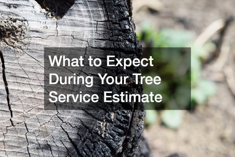 What to Expect During Your Tree Service Estimate